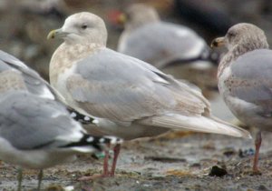 Kumliens Gull