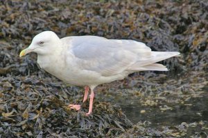 Kumliens Gull