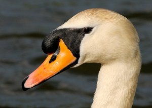 Mute Swan