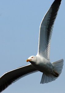 Lesser Black-backed Gull