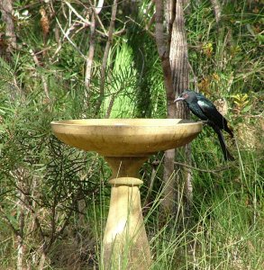 Drongo waiting to bathe