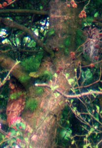 2 tawny owls