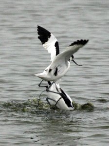 Avocets defending their space 1