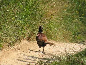 Pheasant On the Road