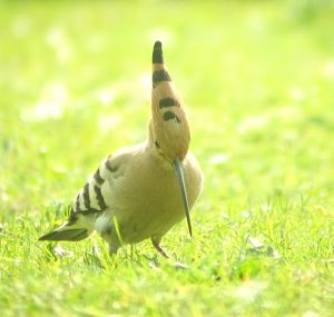 Hoopoe