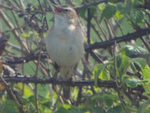 Boyton Marsh Sedge Warbler