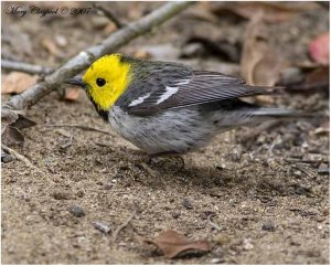 Hermit Warbler