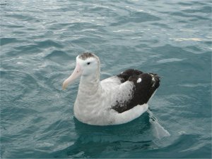 Antipodean Albatross