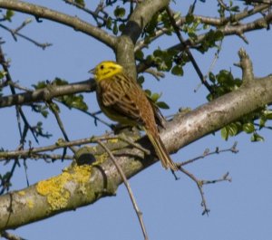 Fowlmere Yellowhammer