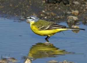 Sykes's Wagtail