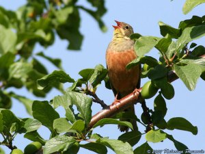 Ortolan bunting