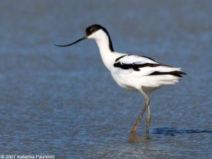 Avocet