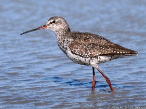 Spotted redshank