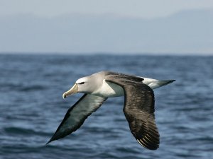 Salvins' Albatros