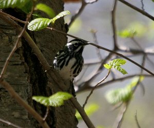 Black-and-white warbler