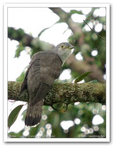 Indian Cuckoo