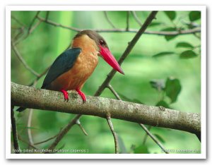 Stork-billed Kingfisher