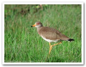 Grey-headed Lapwing