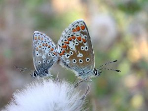 Brown Argus in cop