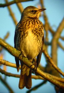 Fieldfare on a November Afternoon