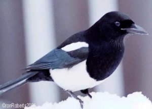 blackbilled Magpie