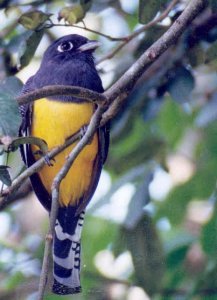 Violaceous Trogon