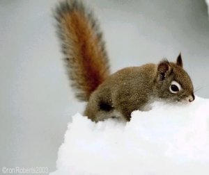Alaska Squirrel