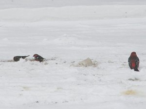 White Winged Crossbills With Pine Grosbeak