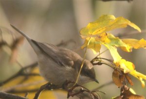 Lesser Whitethroat