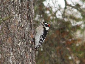 Male Downy Woodpecker