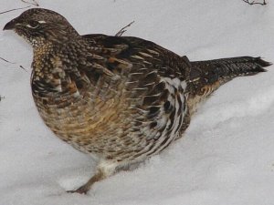 Ruffed Grouse