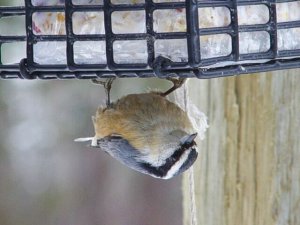 Nuthatch On Feeder