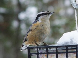 Red Breasted Nuthatch