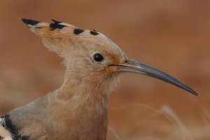 Hoopoe