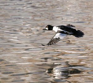 Common Goldeneye