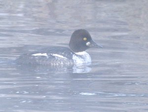 Common Goldeneye