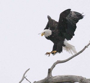 Bald Eagle