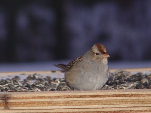 Winter White Crowned Sparrow