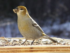 Female Pine Grosbeak