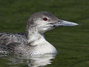 Great Northern Diver