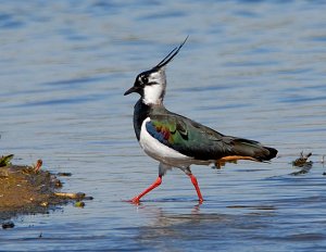 Lapwing