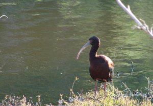 White-faced Ibis