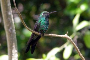 Cuba Emerald Hummingbird