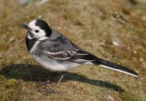 Piedwagtail