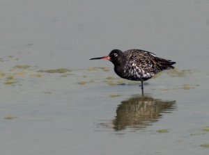 Spotted_Redshank