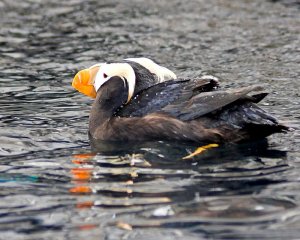 Horned Puffin