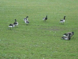 Brent Geese