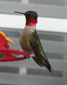 Ruby-Throated hummingbird