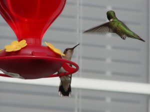 Ruby-Throated hummingbird pair