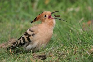 Hoopoe playing catch